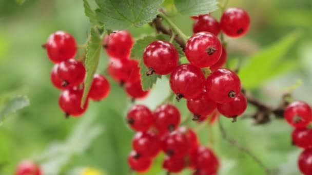 クルトンの果実 赤い果実 夏の収穫の果実 西ウクライナのベリー観光 — ストック動画