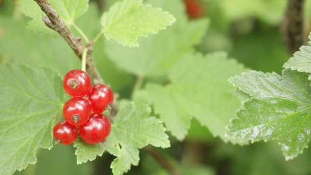 Bär Krutonger Röda Bär Sommaren Skörden Bär Berry Turismen Västra — Stockvideo