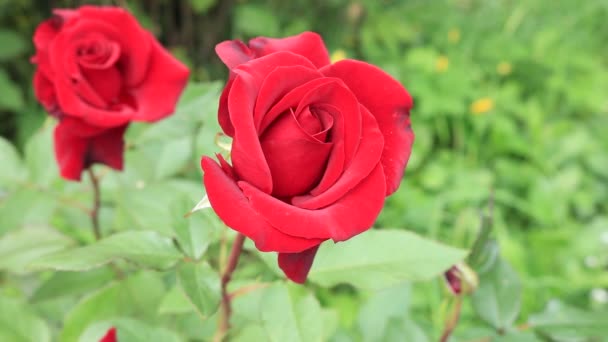 Rose Bouquet Rosso Nel Regno Dei Fiori Rose Rosse Brillanti — Video Stock