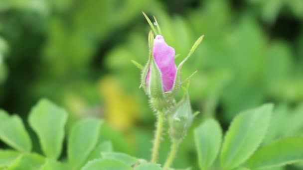 Rosen Für Einen Roten Strauß Reich Der Blumen Leuchtend Rote — Stockvideo