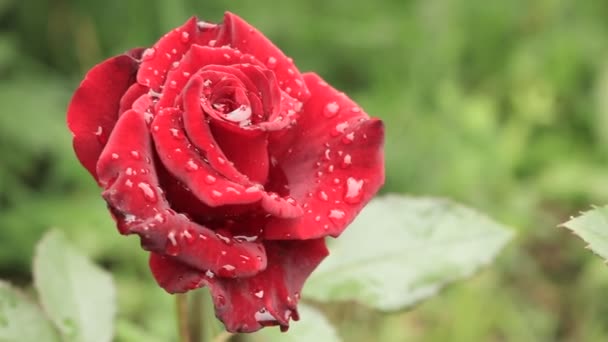 Rosas Para Ramo Rojo Reino Las Flores Rosas Rojas Brillantes — Vídeos de Stock