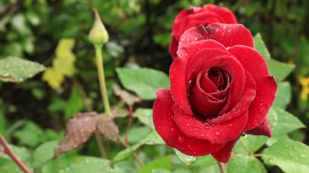 Rose Bouquet Rosso Nel Regno Dei Fiori Rose Rosse Brillanti — Video Stock