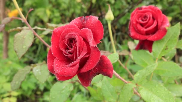 赤の花束のバラ 花の王国 明るい赤いバラ ウクライナの花 花の庭で暖かい夏の日 花の世界で — ストック動画
