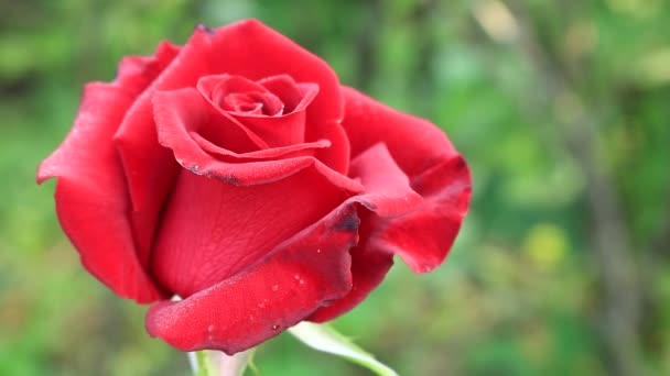 Rosas Para Buquê Vermelho Reino Das Flores Rosas Vermelhas Brilhantes — Vídeo de Stock