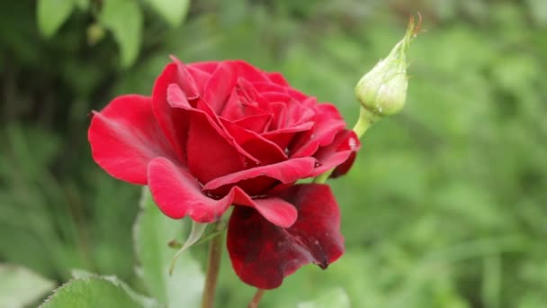 赤の花束のバラ 花の王国 明るい赤いバラ ウクライナの花 花の庭で暖かい夏の日 花の世界で — ストック動画