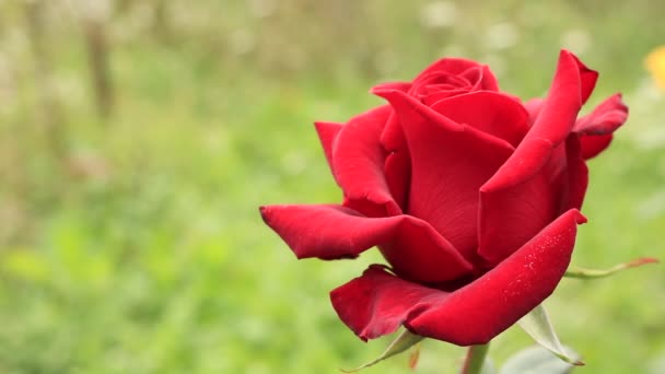 Rosas Para Buquê Vermelho Reino Das Flores Rosas Vermelhas Brilhantes — Vídeo de Stock