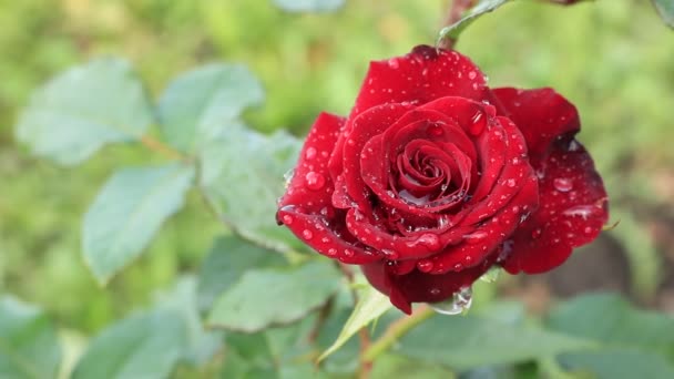 Růže kytice červené. V království květin. Světle červené růže. Květiny z Ukrajiny. Teplý letní den na zahradě květiny. Ve světě květin.
