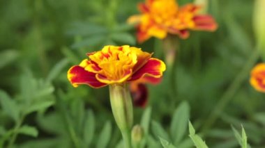 Alan çiçek ve Shub. Çiçekli bitkiler Batı Ukrayna. Kadife çiçeği. Dünya çiçeklenir. Bir vackground çiçekler ve çalılar ile video klip.