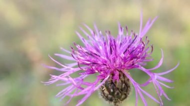 Alan çiçek ve Shub. Çiçekli bitkiler Batı Ukrayna. Kadife çiçeği. Dünya çiçeklenir. Bir vackground çiçekler ve çalılar ile video klip.
