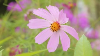 Alan çiçek ve Shub. Çiçekli bitkiler Batı Ukrayna. Kadife çiçeği. Dünya çiçeklenir. Bir vackground çiçekler ve çalılar ile video klip.