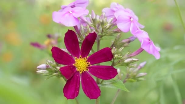 Πεδίο Λουλούδια Και Shubs Ανθοφόρα Φυτά Από Δυτική Ουκρανία Καλέντουλα — Αρχείο Βίντεο