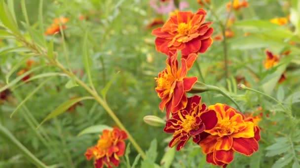 Pole Kwiatów Shubs Kwitnące Rośliny Ukrainy Zachodniej Nagietek Świecie Kwiatów — Wideo stockowe
