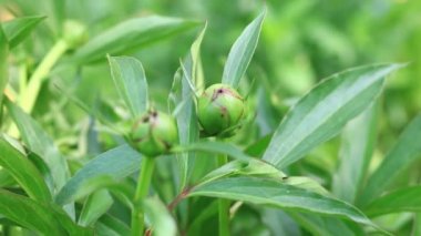 Alan çiçek ve Shub. Çiçekli bitkiler Batı Ukrayna. Kadife çiçeği. Dünya çiçeklenir. Bir vackground çiçekler ve çalılar ile video klip.