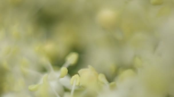 田野里的花和 乌克兰西部的开花植物 万寿菊 世界上的花朵 带鲜花和灌木的视频剪辑 — 图库视频影像