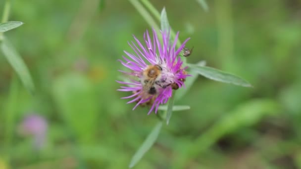 昆虫在授粉花卉中的作用 蜜蜂是花的花蜜 生物学是一门研究昆虫生活的科学 — 图库视频影像
