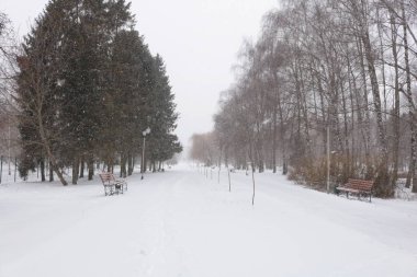 Gösterinin ağaçlarda. Parkta kar kisvesi altında track. Beyaz Turizm Ukrayna. Ormanda parlak winterbday. Kış parkta yürüyüş.
