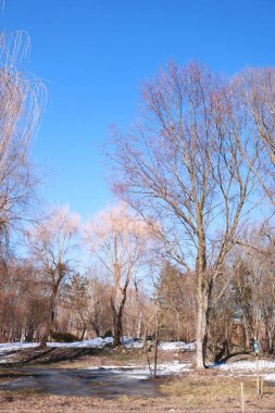 Maya erken ilkbaharda mavi gökyüzüdür. Ağaçlar bahar parkta. Bahar aylarında Ukrayna. Parlak güneşli bir günde. Batı Ukrayna doğada. telefon için bahar arka plan.