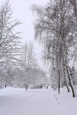 Gösterinin ağaçlarda. Parkta kar kisvesi altında track. Beyaz Turizm Ukrayna. Ormanda parlak winterbday. Kış parkta yürüyüş.