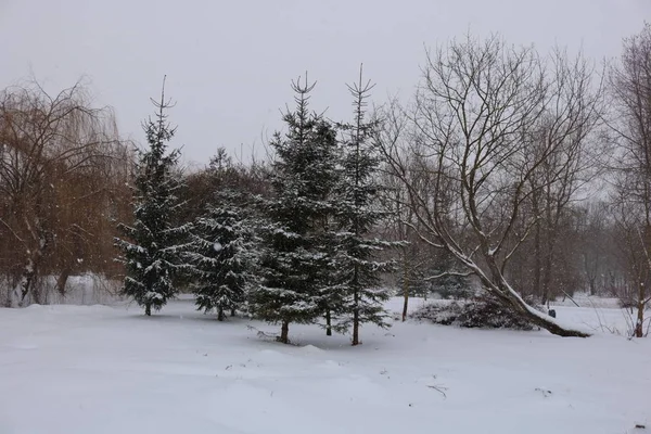 Зимний лес. — стоковое фото