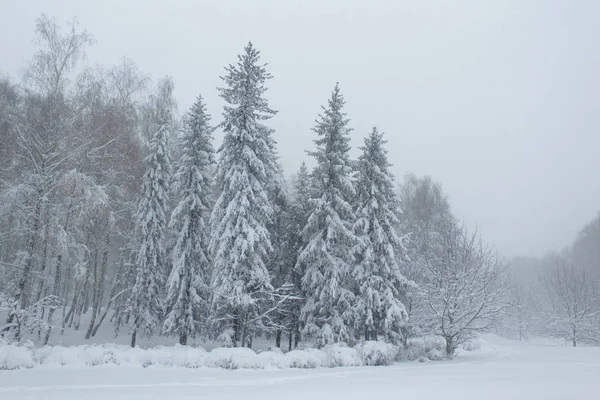Floresta de Inverno. — Fotografia de Stock