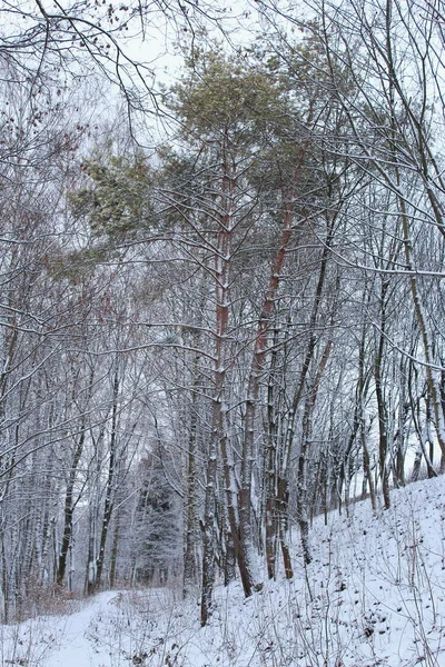 Vinterskog. — Stockfoto