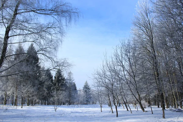 Gli Alberi Nello Spettacolo Pista Nel Parco Sotto Velo Neve — Foto Stock
