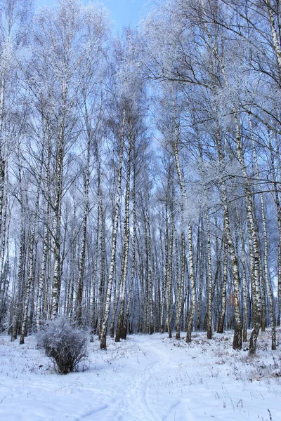 Floresta de Inverno. — Fotografia de Stock