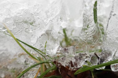 Dondurulmuş çiğ yeşil çimenlerin üzerinde bırakır. Altın sabah ve güneşli Çiy damlaları. Frost ve symbiosis güneşte. Doğa ve.