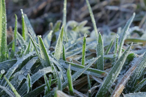 その草の上. — ストック写真