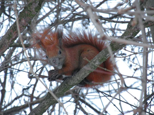 Eekhoorn met moer. — Stockfoto