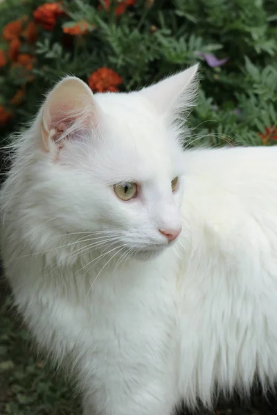 Zelfgemaakte katten. — Stockfoto