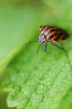  Böcekleri haşlanmış.