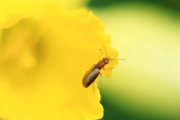 Chrysomelidae. — Φωτογραφία Αρχείου