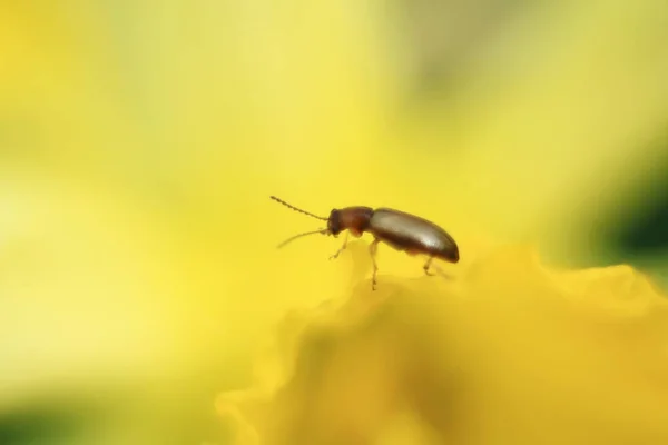 Chrysomelidae. — Φωτογραφία Αρχείου