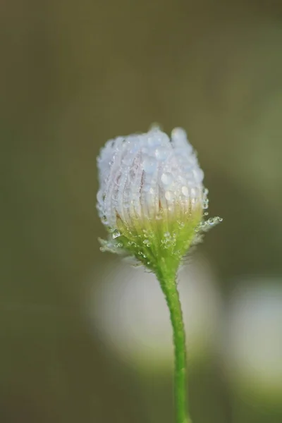 Kwiaty w makro - fotografii. — Zdjęcie stockowe