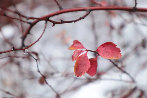  Kar ve sayfa üzerinde su damlaları.