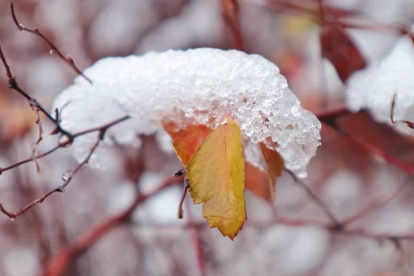 Neve e gocce d'acqua sul foglio . — Foto Stock