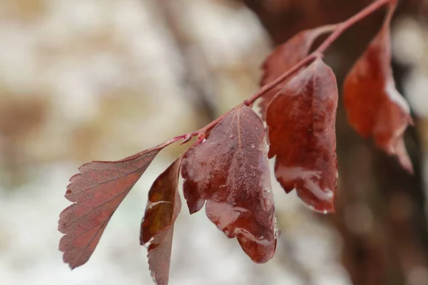 Neve e gocce d'acqua sul foglio . — Foto Stock