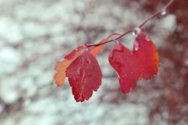 Neve e gocce d'acqua sul foglio . — Foto Stock