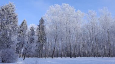 Kış parça parkta. Yolda ve parkta ağaçlarda kar yağışı. Kış turizm Ukrayna. Mavi gökyüzü beyaz kar gölgede yansıtılır. Ternopil parklarda kış video. Güneşli günler ile Don. Akşam kış doğa. 