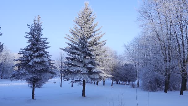Zimowy Tor Parku Śniegu Torze Drzew Parku Turystyki Zimowej Zachodniej — Wideo stockowe