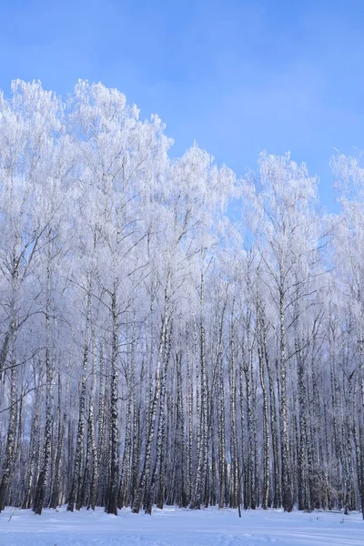 Día Soleado Con Heladas Parque Cielo Azul Nieve Heladas Las —  Fotos de Stock