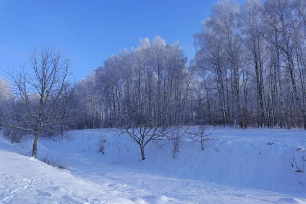 Nel parco invernale . — Foto Stock