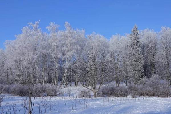 In de winter park. — Stockfoto