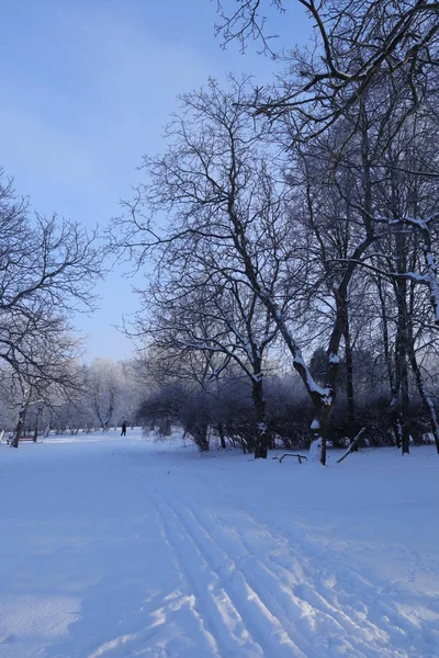 Słoneczny Dzień Mrozem Parku Błękitne Niebo Śnieg Mróz Gałęziach Drzew — Zdjęcie stockowe