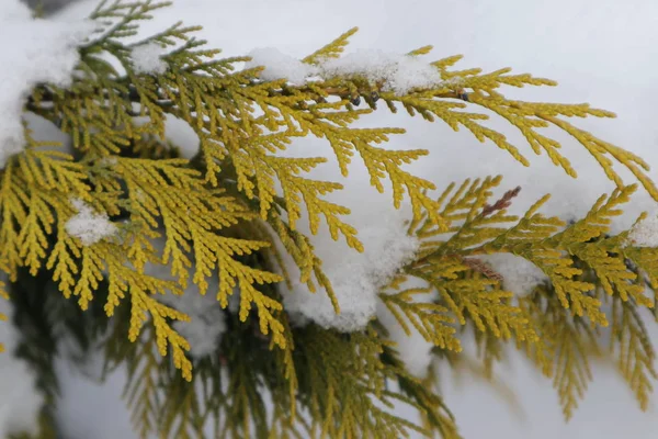 Neve em ramos thuja . — Fotografia de Stock