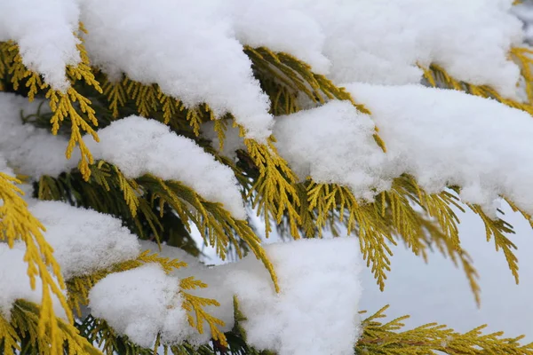 Snö på thuja grenar. — Stockfoto