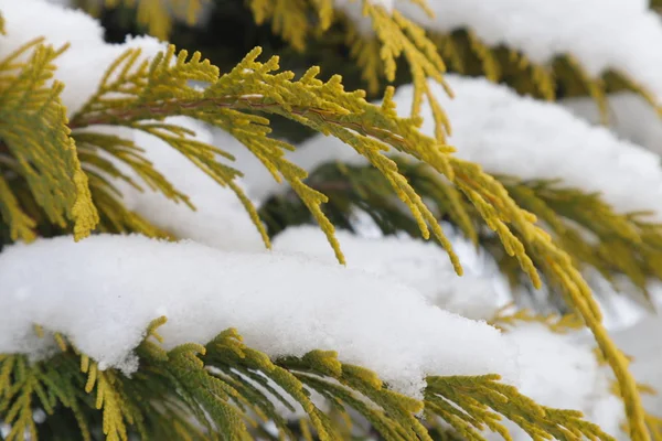 Snö på thuja grenar. — Stockfoto