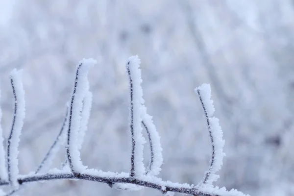 Rami modellati dell'albero invernale . — Foto Stock