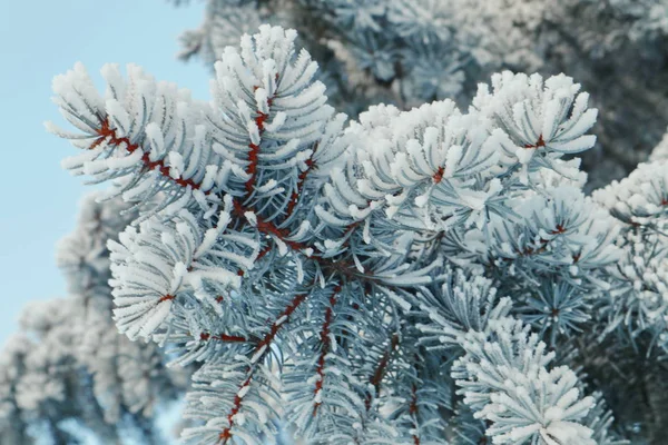 Rami modellati dell'albero invernale . — Foto Stock